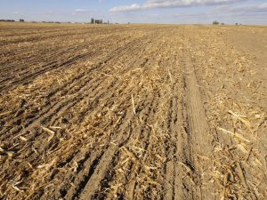 Previous corn field disked to smooth over dammer diker holes, then planted. Note bare soil.